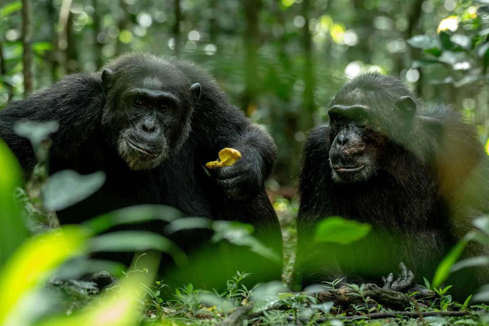 The Best Time to Visit Uganda: How to Choose Between Peak Safari Season and Big Wet-Season Savings
